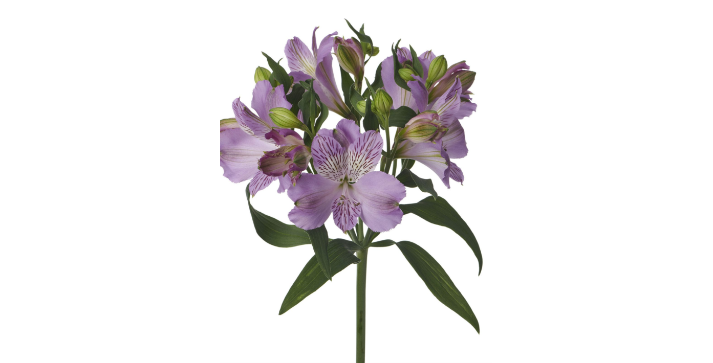 Alstroemeria