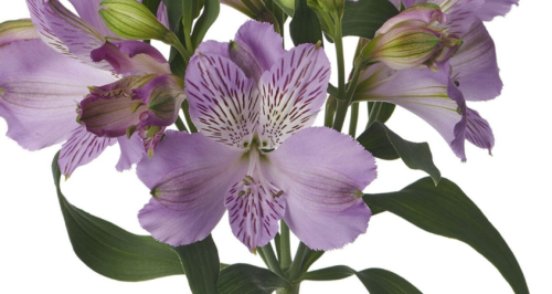Alstroemeria