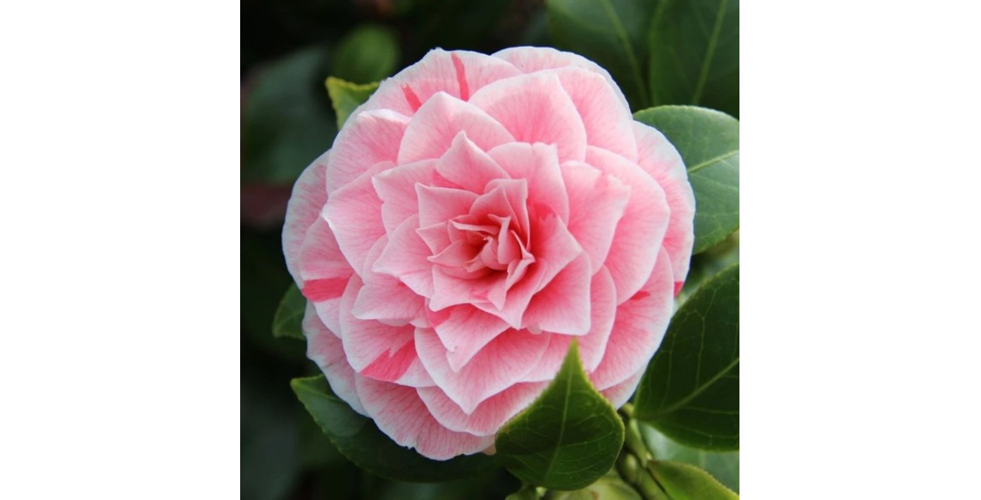 Camelia Japonica