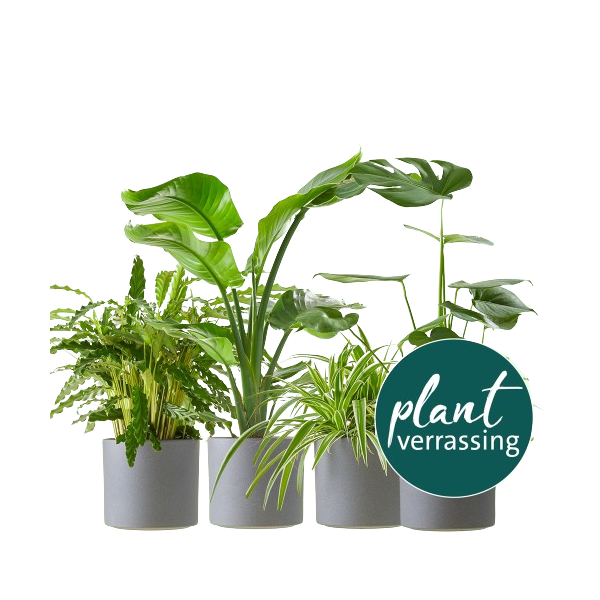 Plantverrassing